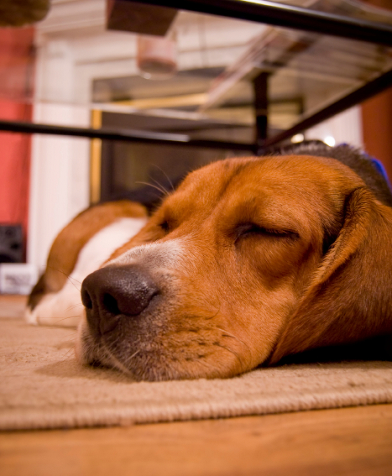 A cute beagle puppy sleeping on the floor in the living room.